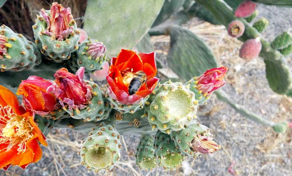 Da La Gomera (Canarie): Opuntia tomentosa