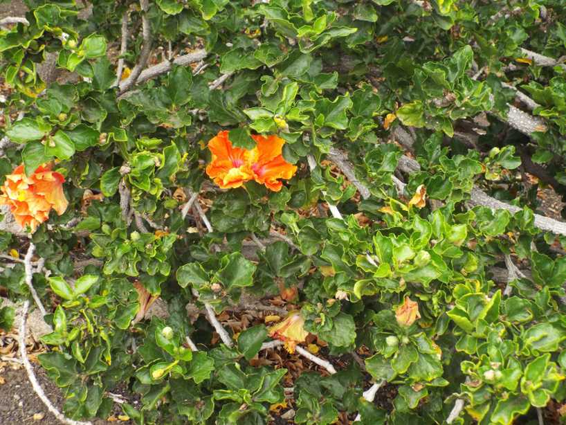 Da La Gomera (Canarie): Hibiscus rosa-sinensis (Malvaceae)