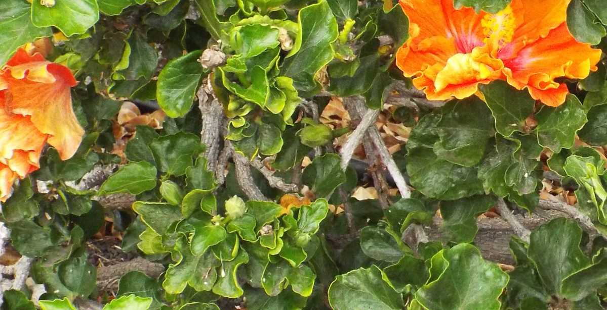 Da La Gomera (Canarie): Hibiscus rosa-sinensis (Malvaceae)