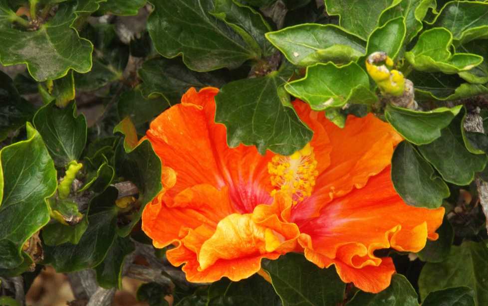 Da La Gomera (Canarie): Hibiscus rosa-sinensis (Malvaceae)