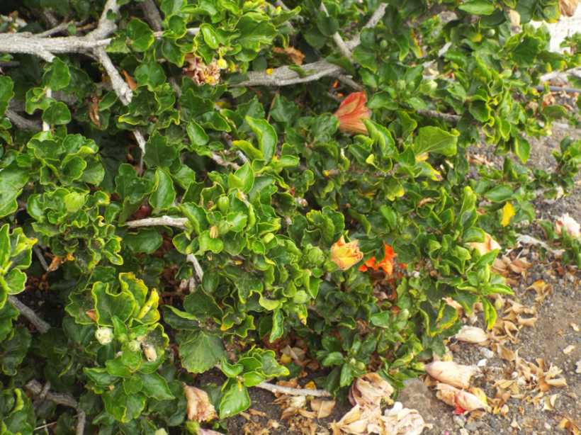 Da La Gomera (Canarie): Hibiscus rosa-sinensis (Malvaceae)