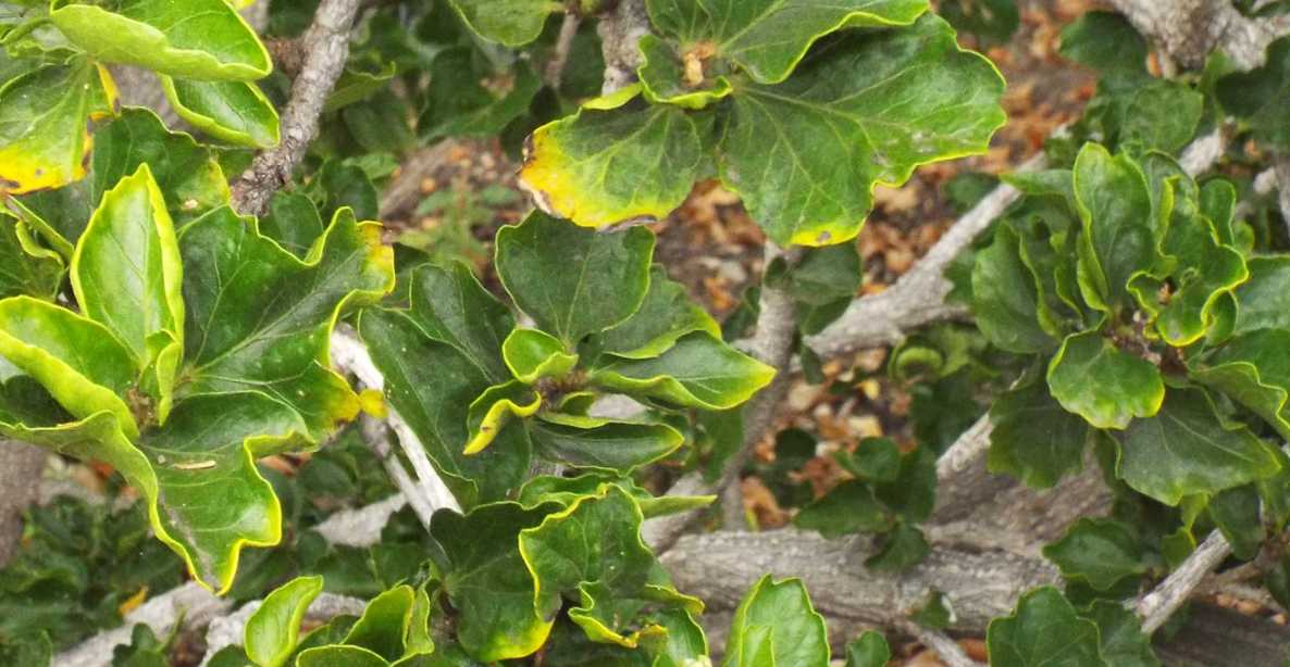 Da La Gomera (Canarie): Hibiscus rosa-sinensis (Malvaceae)