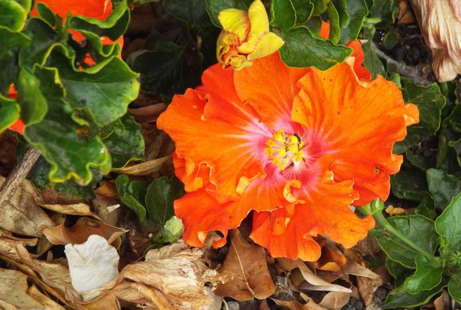 Da La Gomera (Canarie): Hibiscus rosa-sinensis (Malvaceae)