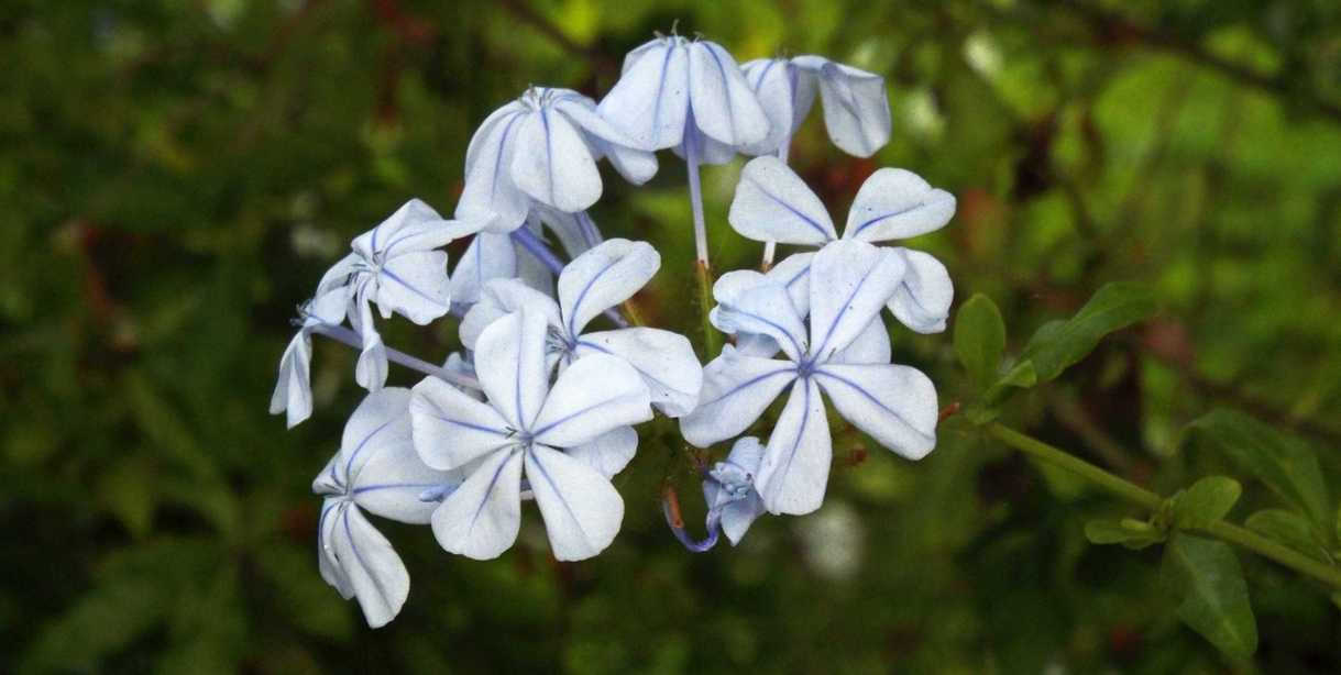 Da La Gomera (Canarie): Plumbago auriculata e sua cv 