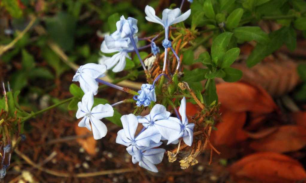 Da La Gomera (Canarie): Plumbago auriculata e sua cv 