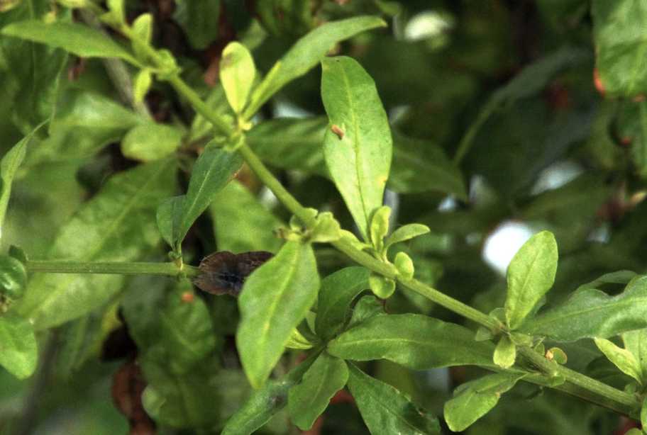 Da La Gomera (Canarie): Plumbago auriculata e sua cv 
