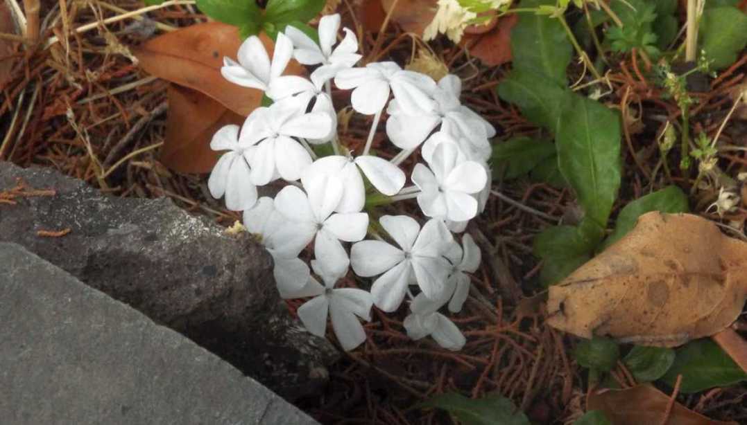 Da La Gomera (Canarie): Plumbago auriculata e sua cv 