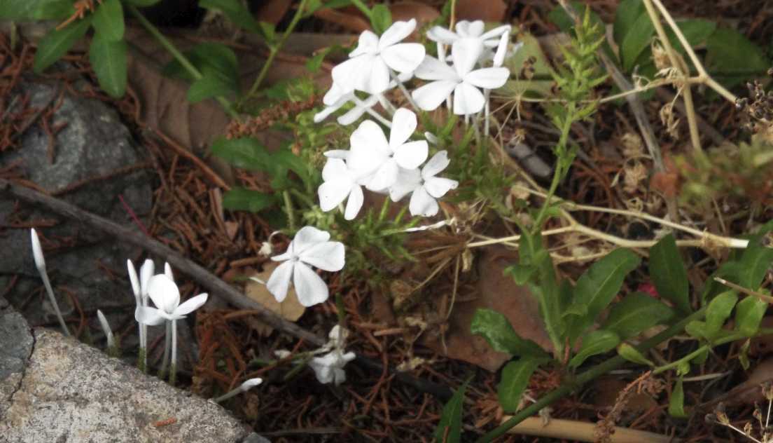 Da La Gomera (Canarie): Plumbago auriculata e sua cv 