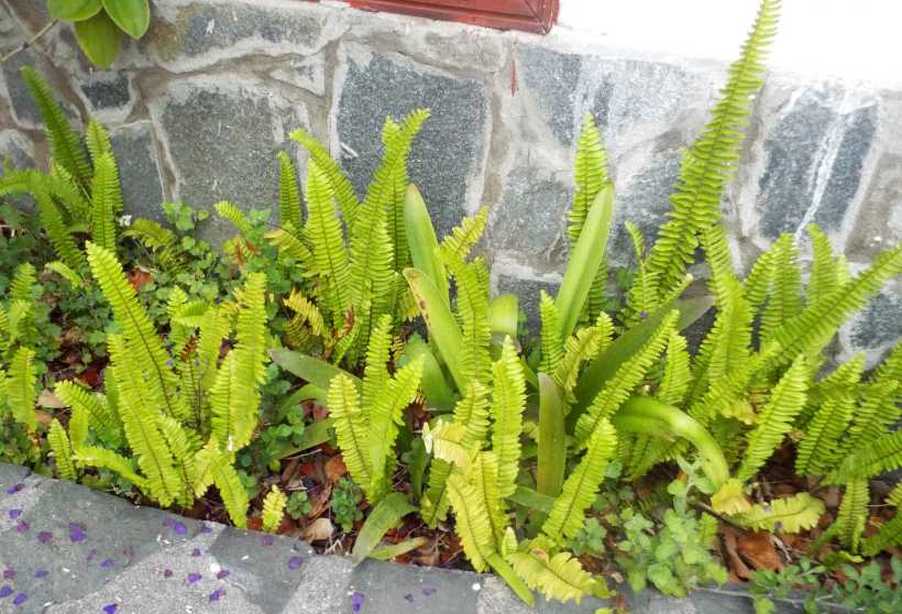 Da La Gomera (Canarie): Nephrolepis cordifolia