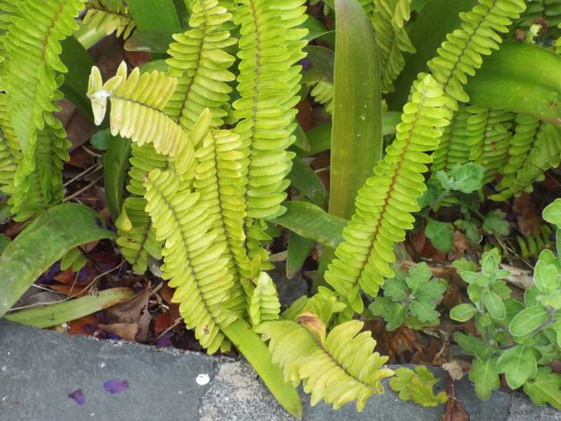 Da La Gomera (Canarie): Nephrolepis cordifolia