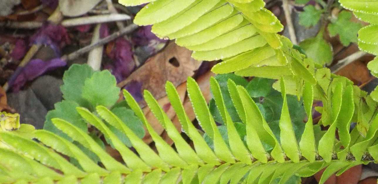 Da La Gomera (Canarie): Nephrolepis cordifolia