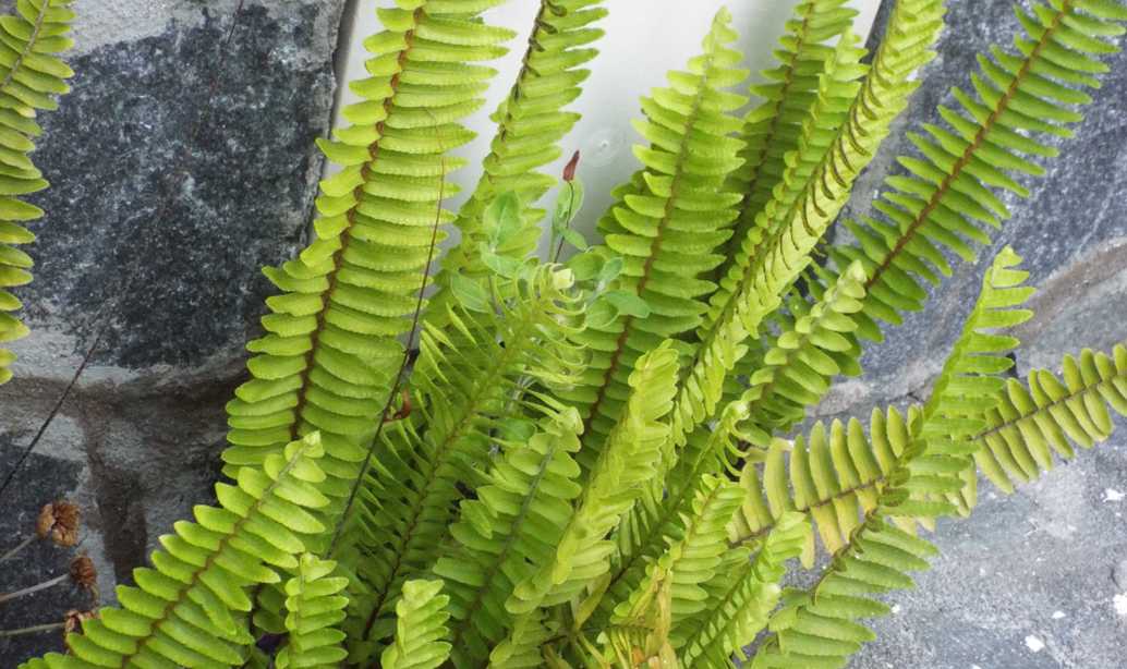 Da La Gomera (Canarie): Nephrolepis cordifolia