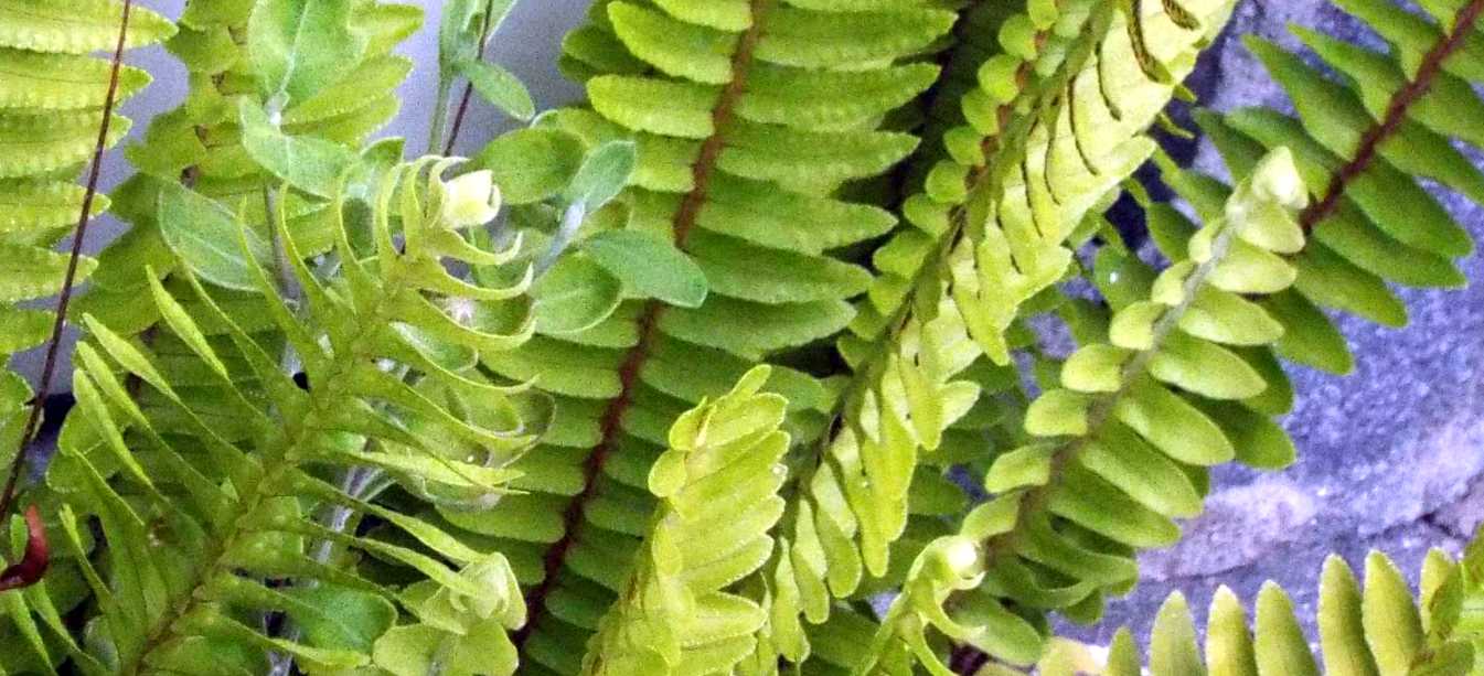 Da La Gomera (Canarie): Nephrolepis cordifolia