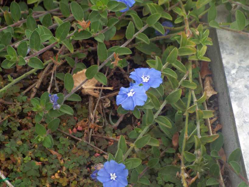 Da La Gomera (Canarie): Evolvulus glomeratus (Convolvulaceae)