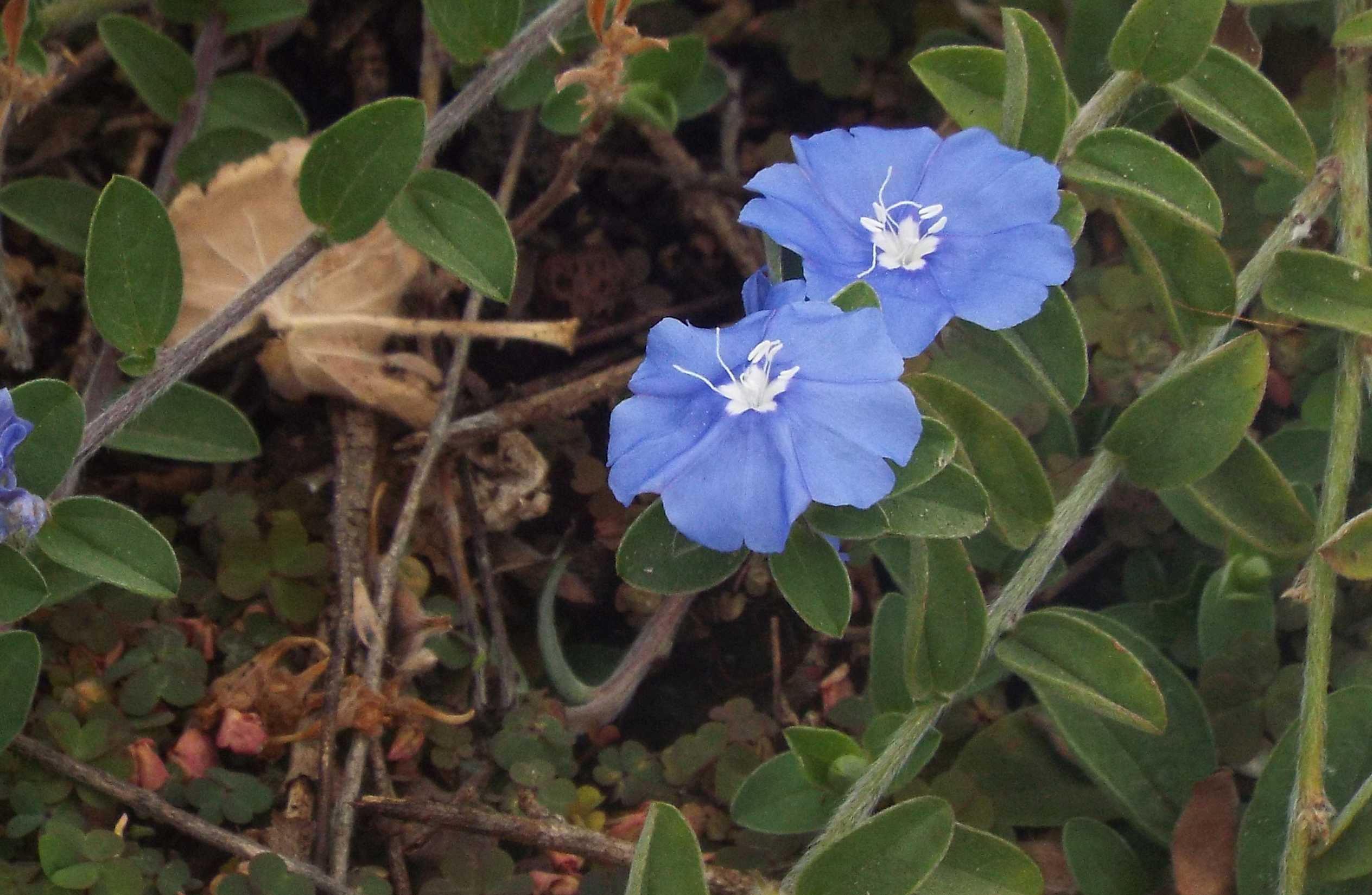 Da La Gomera (Canarie): Evolvulus glomeratus (Convolvulaceae)