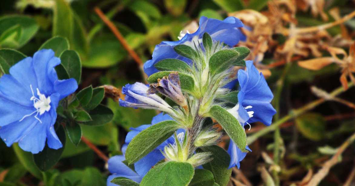 Da La Gomera (Canarie): Evolvulus glomeratus (Convolvulaceae)