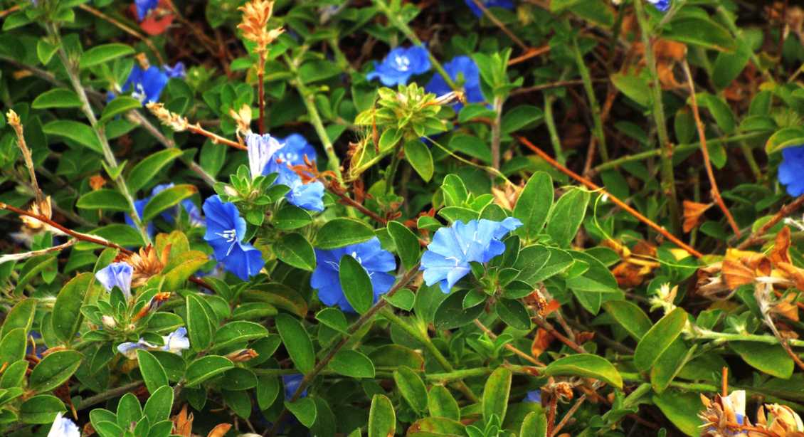 Da La Gomera (Canarie): Evolvulus glomeratus (Convolvulaceae)