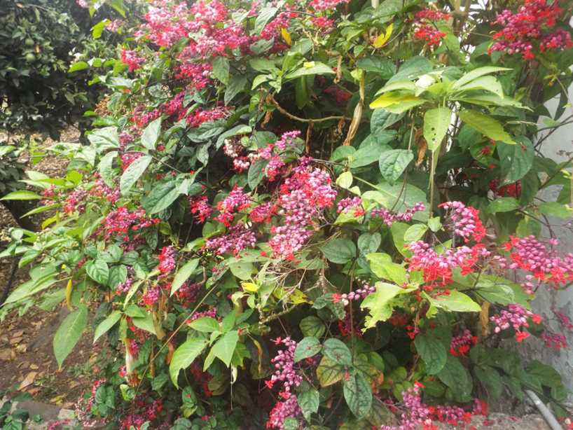 Da La Gomera (Canarie): Clerodendrum speciosum (Lamiaceae)