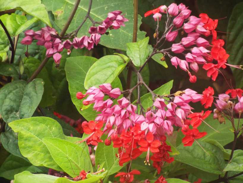 Da La Gomera (Canarie): Clerodendrum speciosum (Lamiaceae)