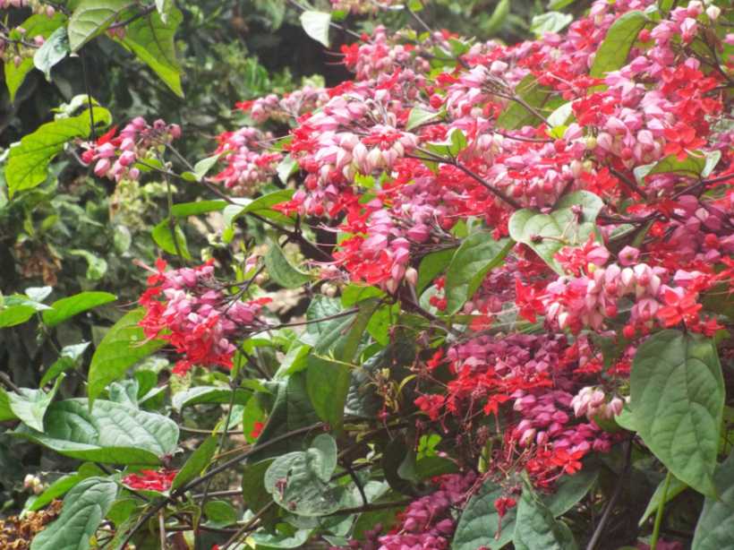 Da La Gomera (Canarie): Clerodendrum speciosum (Lamiaceae)