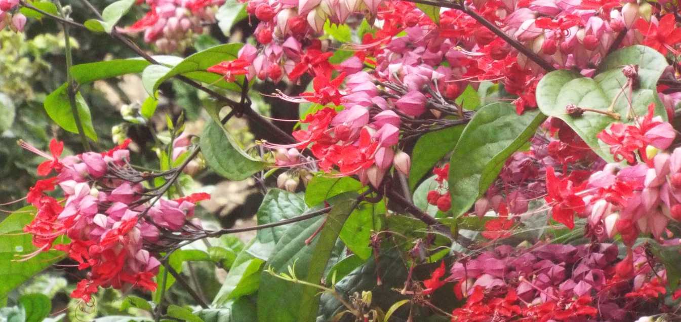 Da La Gomera (Canarie): Clerodendrum speciosum (Lamiaceae)