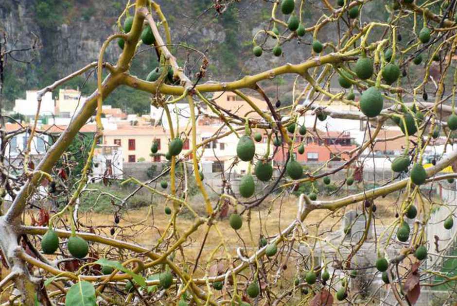 Da La Gomera (Canarie): mango / Mangifera indica (Anacardiaceae)