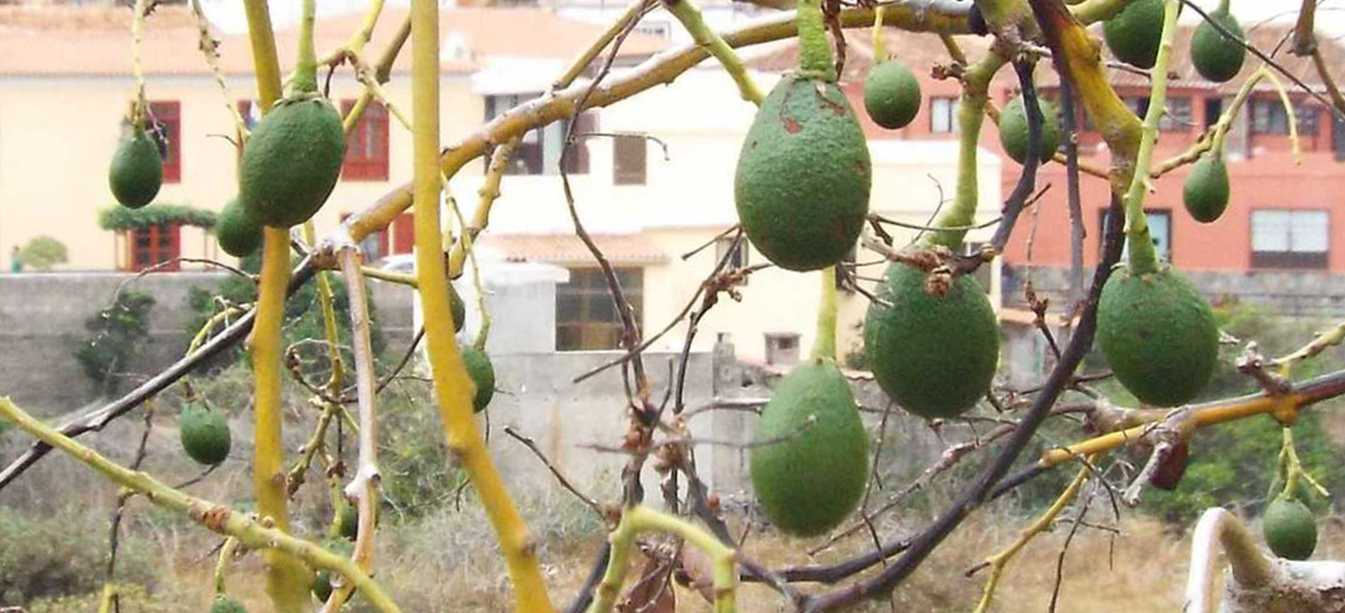 Da La Gomera (Canarie): mango / Mangifera indica (Anacardiaceae)