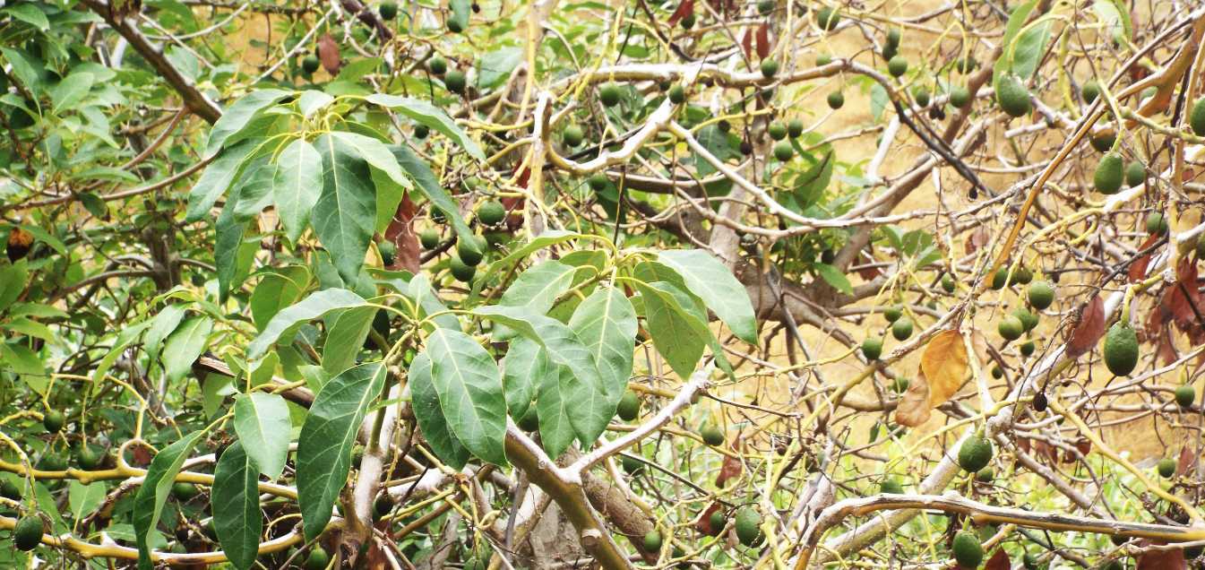 Da La Gomera (Canarie): mango / Mangifera indica (Anacardiaceae)