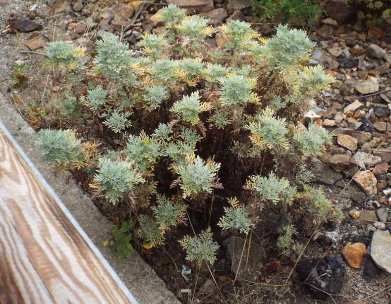 Da La Gomera (Canarie): Artemisia thuscula (Asteraceae)