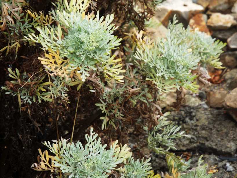Da La Gomera (Canarie): Artemisia thuscula (Asteraceae)