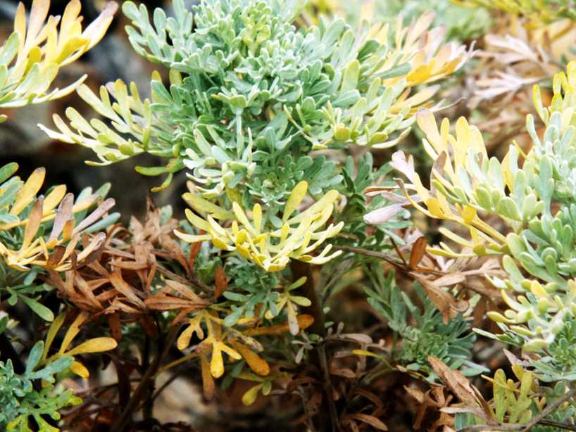 Da La Gomera (Canarie): Artemisia thuscula (Asteraceae)