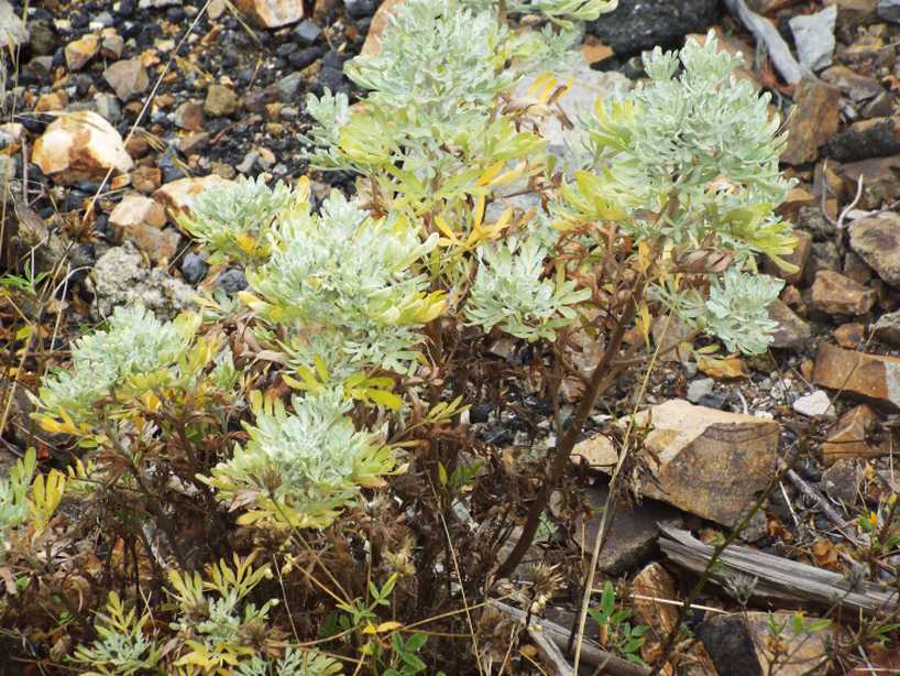 Da La Gomera (Canarie): Artemisia thuscula (Asteraceae)