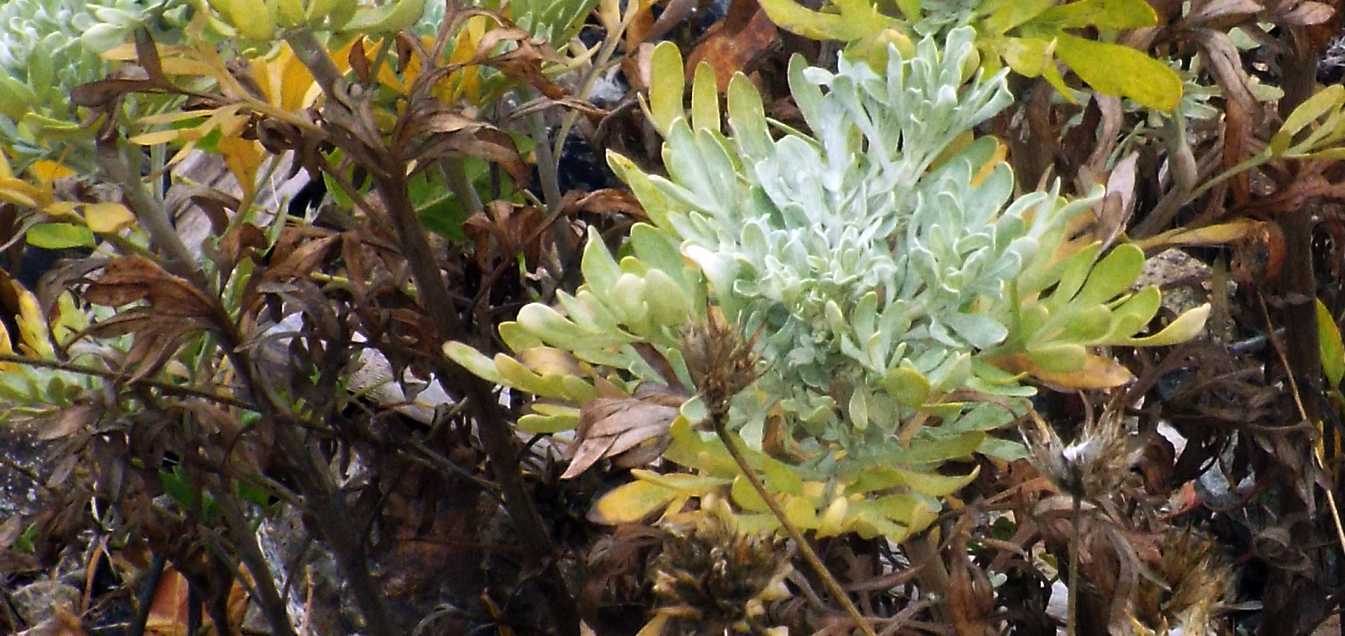 Da La Gomera (Canarie): Artemisia thuscula (Asteraceae)
