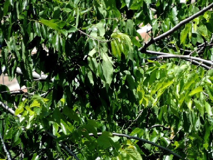 Richiesta identificazione