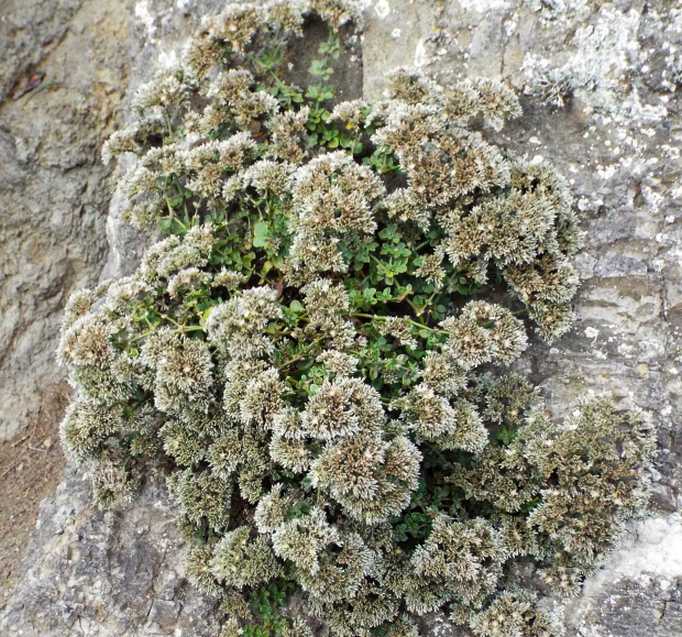 Da Tenerife (Canarie):  Polycarpaea latifolia (Caryophyllaceae)