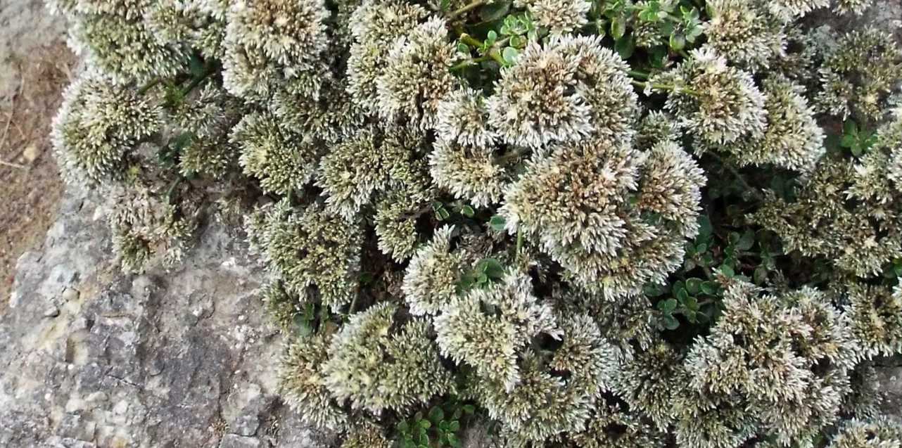 Da Tenerife (Canarie):  Polycarpaea latifolia (Caryophyllaceae)