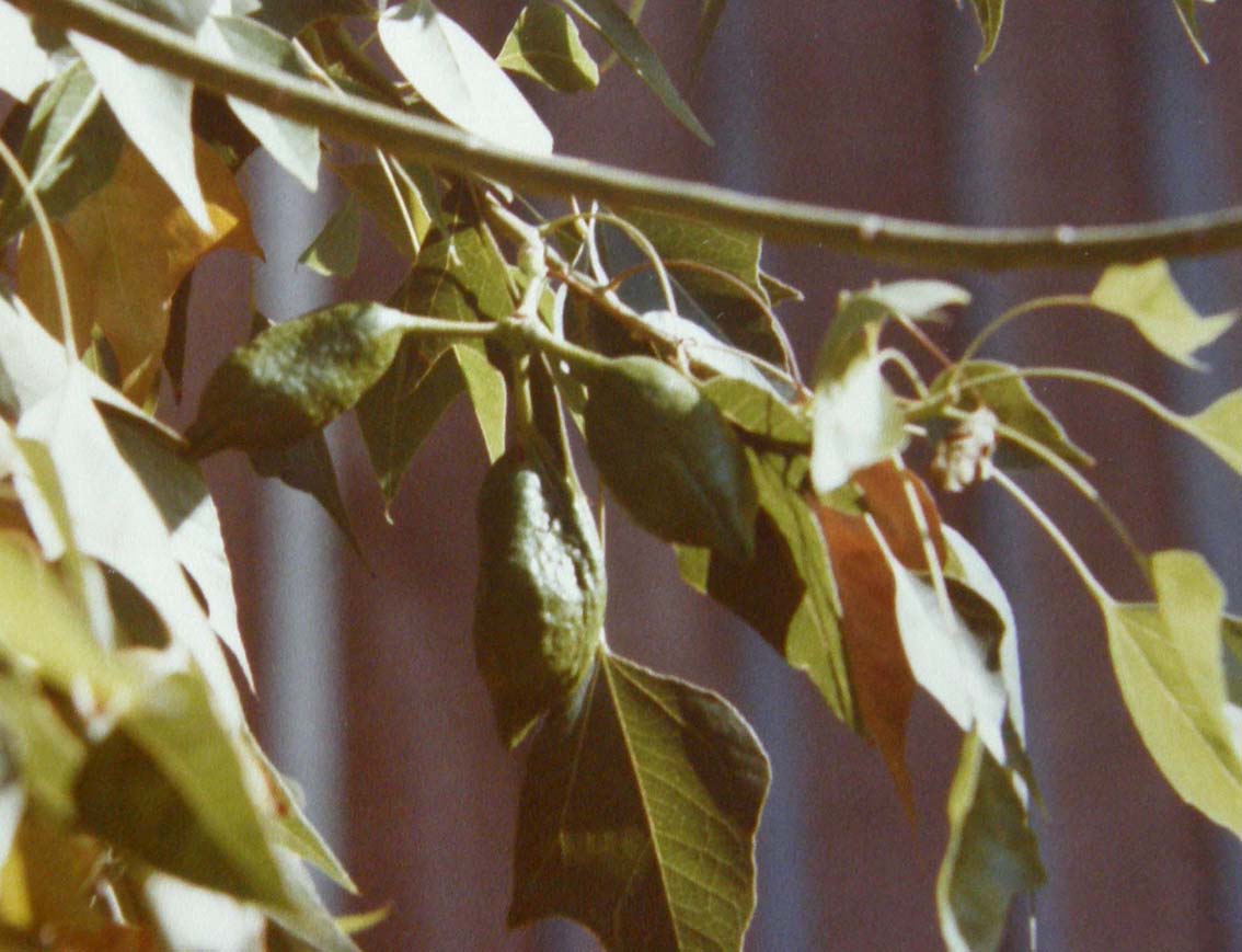 Alto albero dell''Arizona - Brachychiton populneus