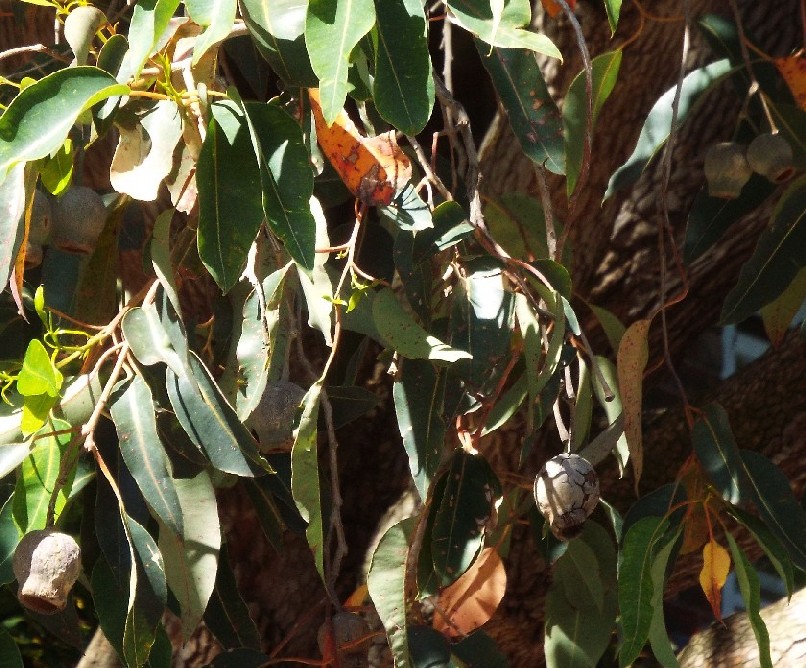 Alberi australiani: tutti Eucalyptus?