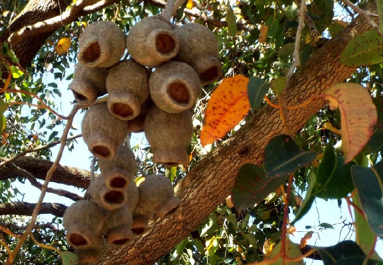 Alberi australiani: tutti Eucalyptus?