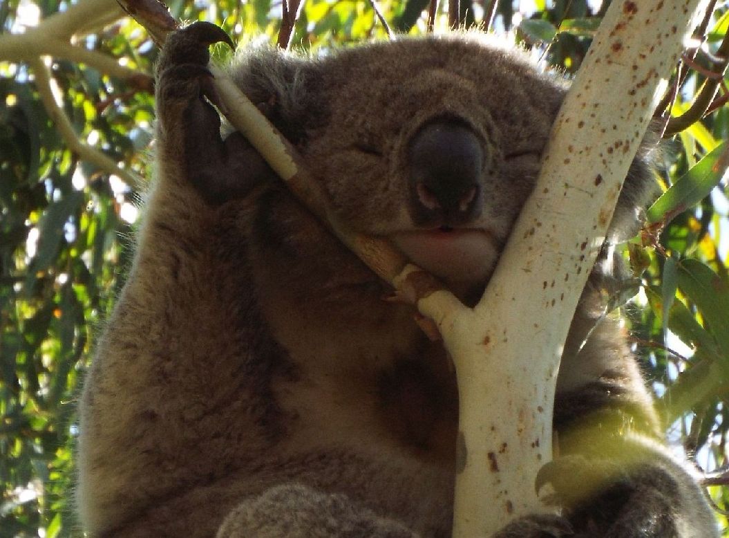 Australia sud-orientale (Stato di Victoria)