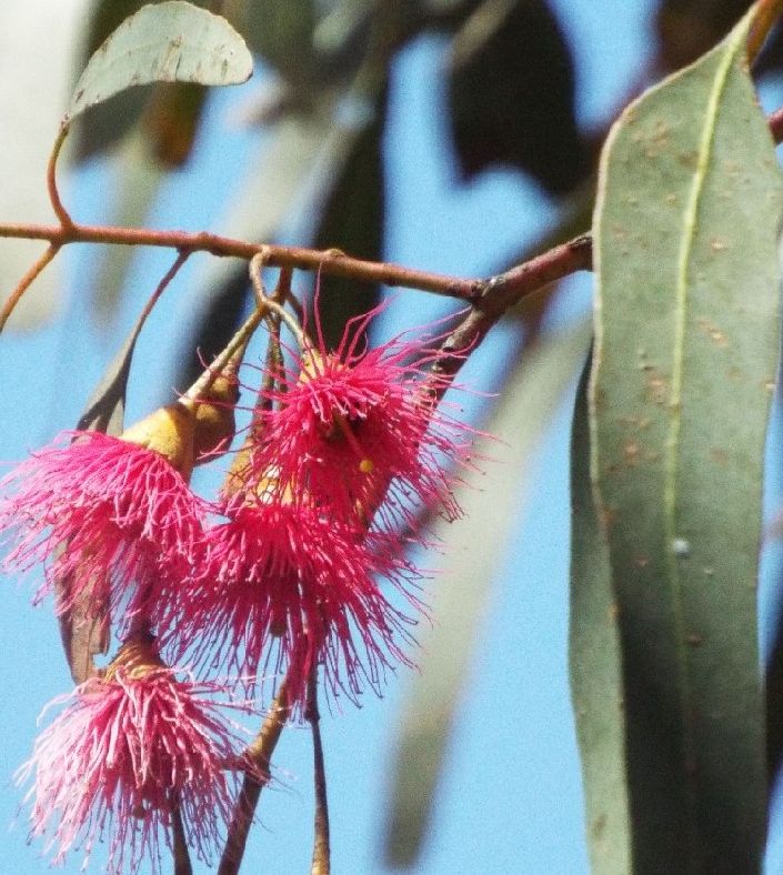 Alberi australiani: tutti Eucalyptus?