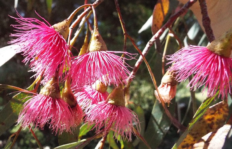 Alberi australiani: tutti Eucalyptus?