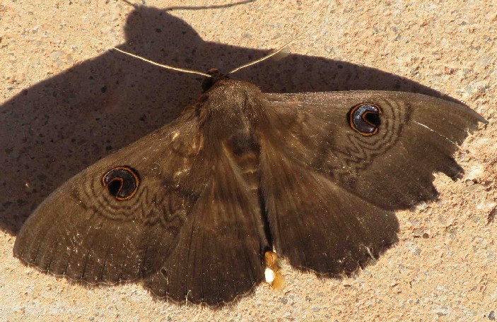Farfalla australiana