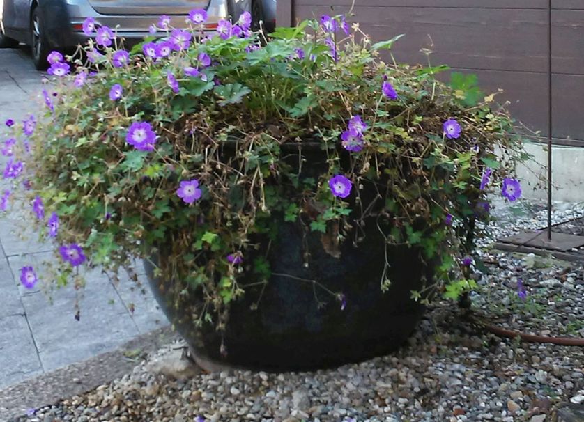 Geranium ''Rozanne'' (G. himalayense x cv G. wallichianum )