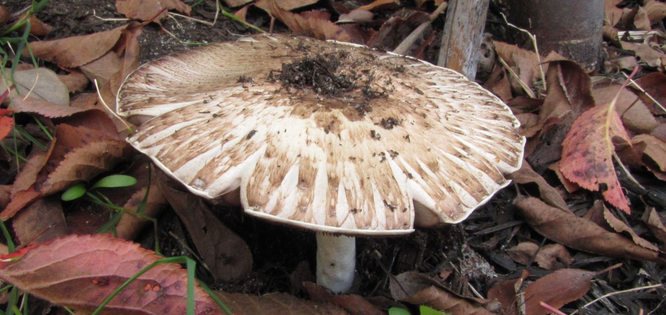 Fungo australiano: Agaricus cfr. augustus