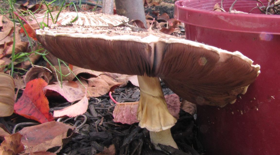 Fungo australiano: Agaricus cfr. augustus