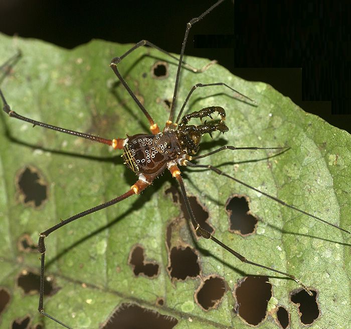altro opilione amazzonico