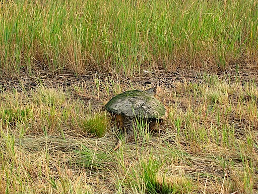 Tartaruga del Sud Dakota