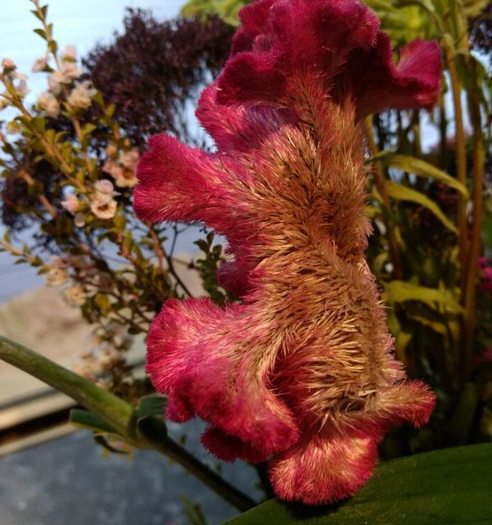 Fiore dall''Australia:  Celosia cristata (Amaranthaceae)