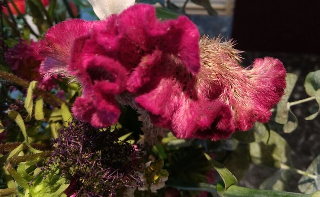 Fiore dall''Australia:  Celosia cristata (Amaranthaceae)